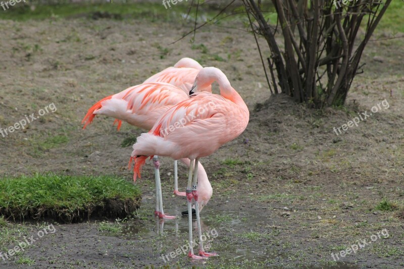 Pink Flamingo Bird Exotic Fauna Zoo