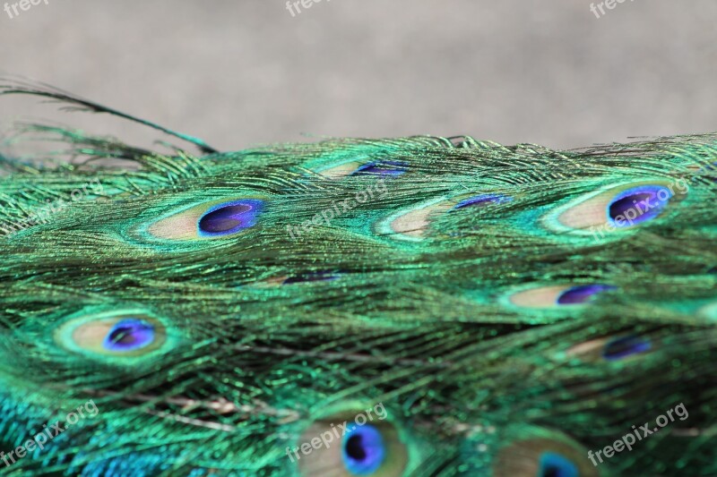 Peacock Bird Color Feathers Pattern