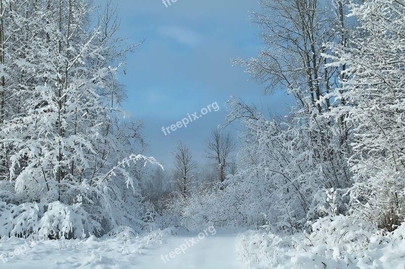 Blue Sky Snow Cover Trees Winter Scenery Free Photos