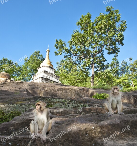 Myanmar Monkeys Asia Burma Travel