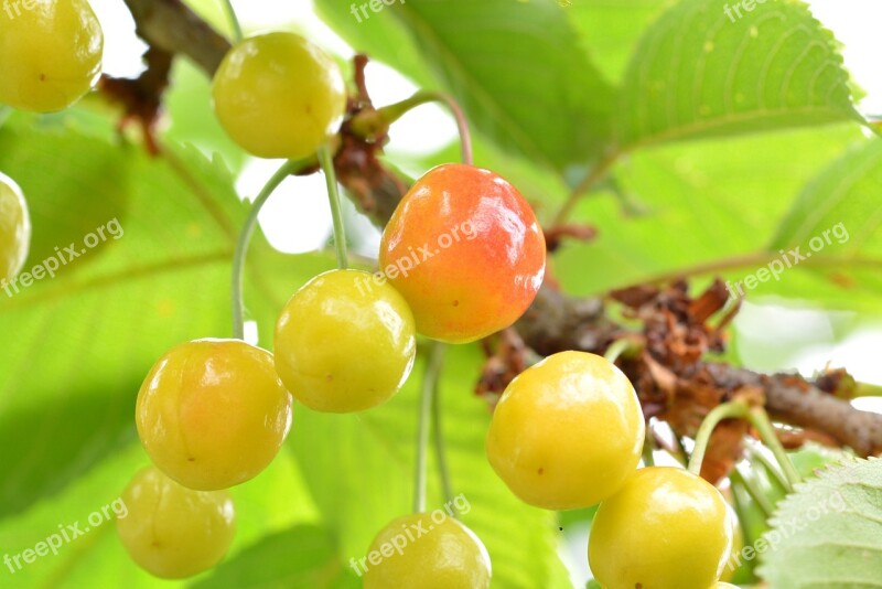 Cherries Fruit Immature Fruits Cherry Tree