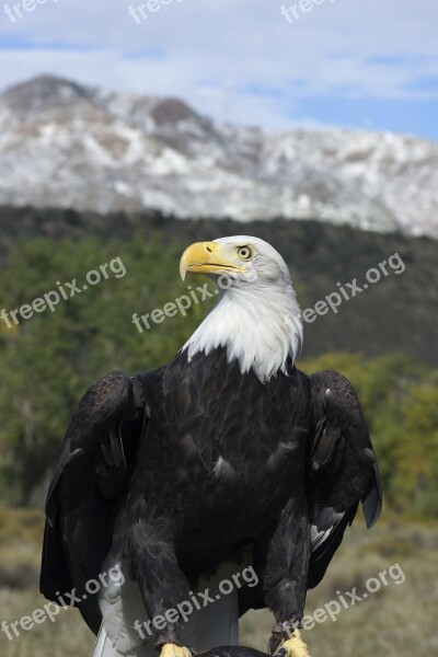 Bald Eagle Majestic Bird Mountain Sky