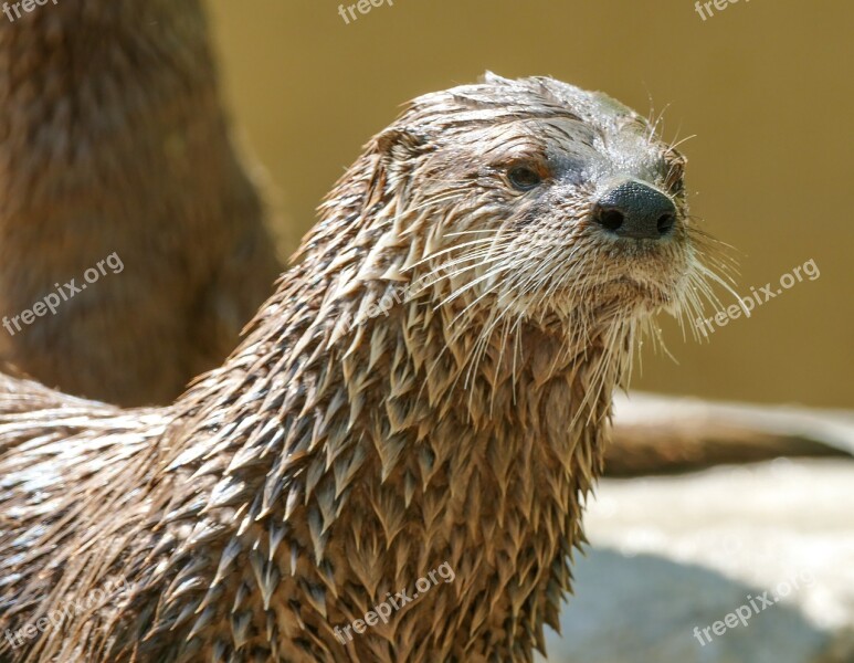 Otter Wildlife Animal Zoo Cute