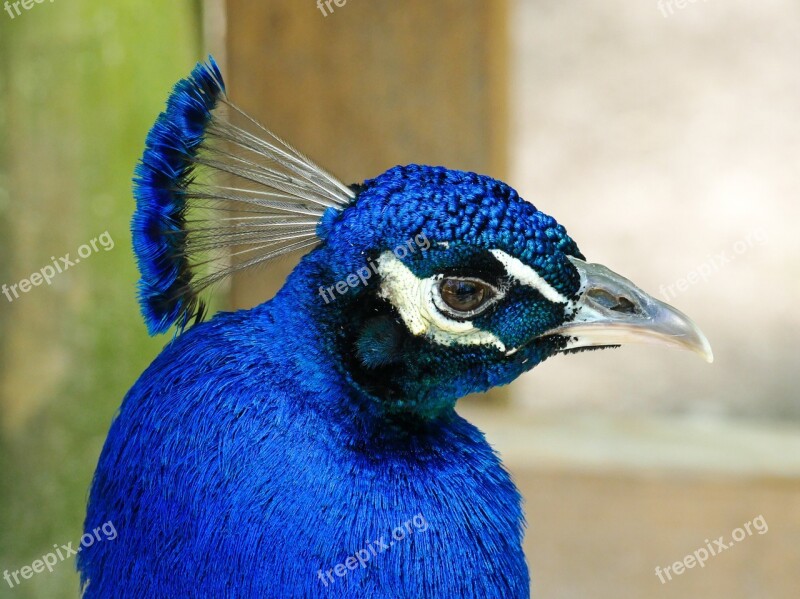 Peacock Bird Blue Zoo Peafowl