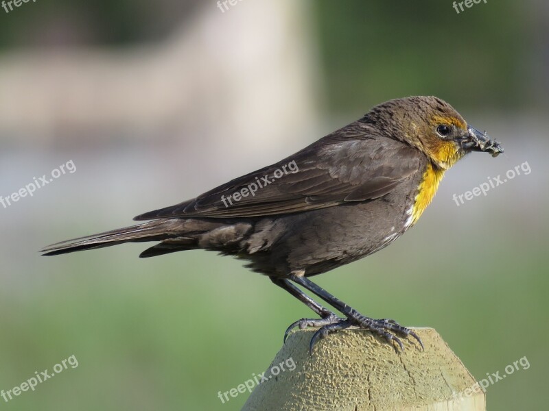 Female Yellow-breasted Blackbird Female Blackbird Blackbird Songbird Wildlife