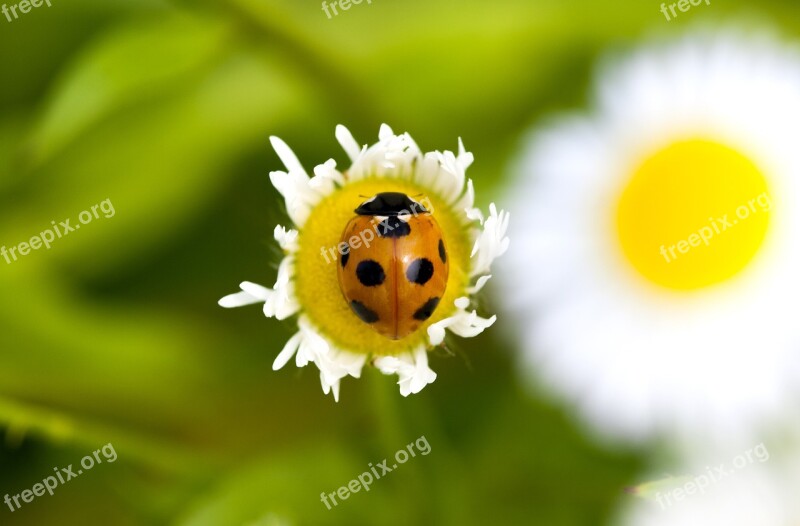 Ladybug Bedbugs Pool Flowers Plants Nature