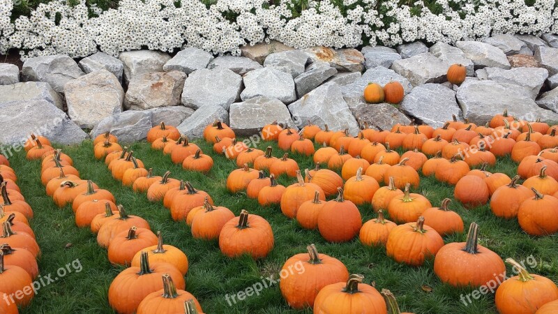 Fall Pumpkin Halloween Orange Harvest