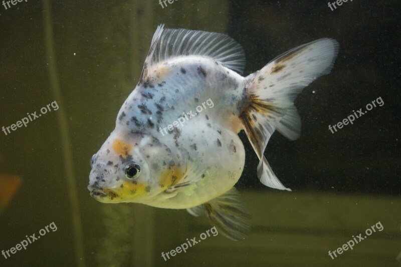 White Fish Fish White Aquarium Underwater