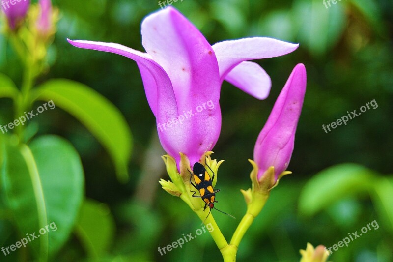 Flower Nature Plants Violet Garden