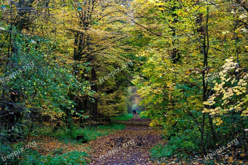 Autumn Colorful Fall Foliage Colorful Leaves Forest