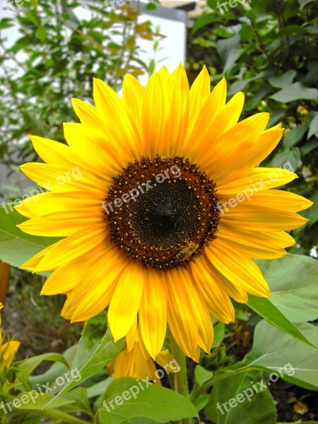 Sunflower Garden Helianthus Plant Free Photos