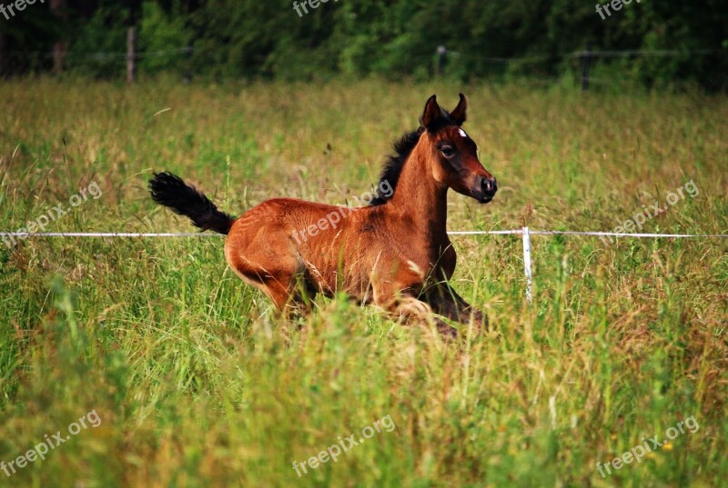 Horse Foal Brown Mold Thoroughbred Arabian Meadow