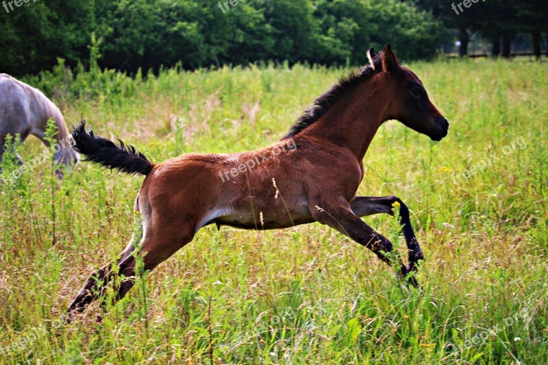 Horse Foal Brown Mold Thoroughbred Arabian Meadow