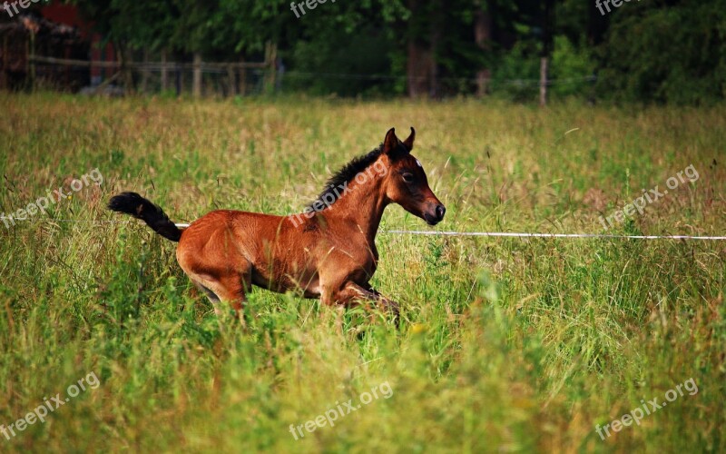 Horse Foal Brown Mold Thoroughbred Arabian Meadow