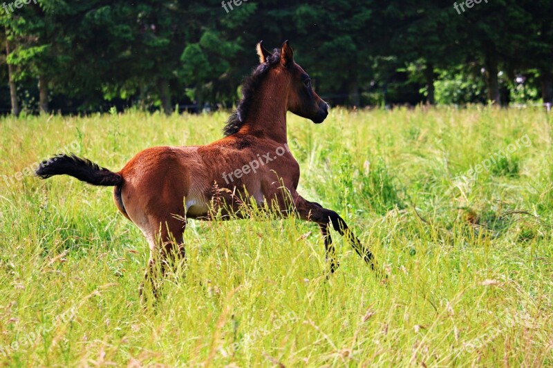 Horse Foal Brown Mold Thoroughbred Arabian Meadow