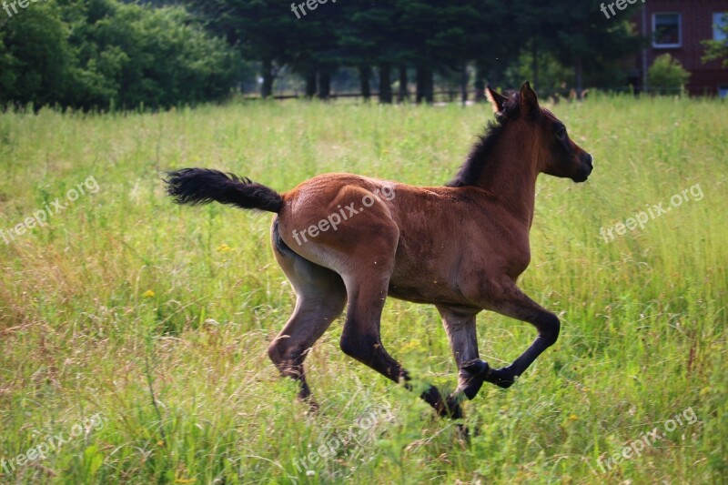 Horse Foal Brown Mold Thoroughbred Arabian Meadow