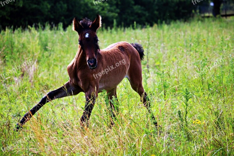 Horse Foal Thoroughbred Arabian Brown Mold Pasture