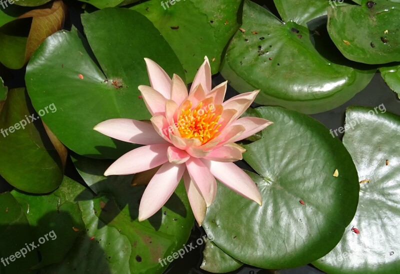 Flower Water Lily Nymphaea Colorado Peach Glow Nymphaeaceae