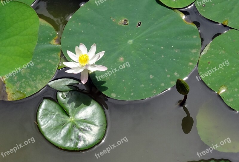 Lily Water Lily White Flower Bud