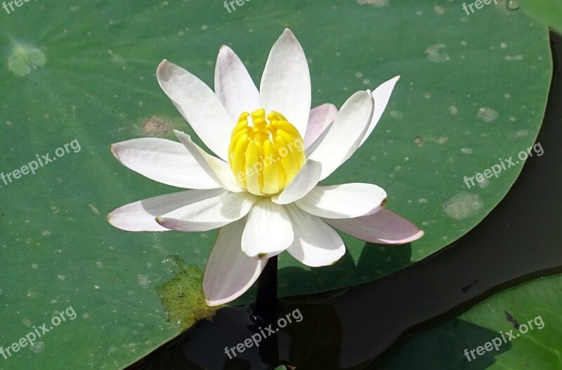 Lily Water Lily White Flower Nymphaeaceae