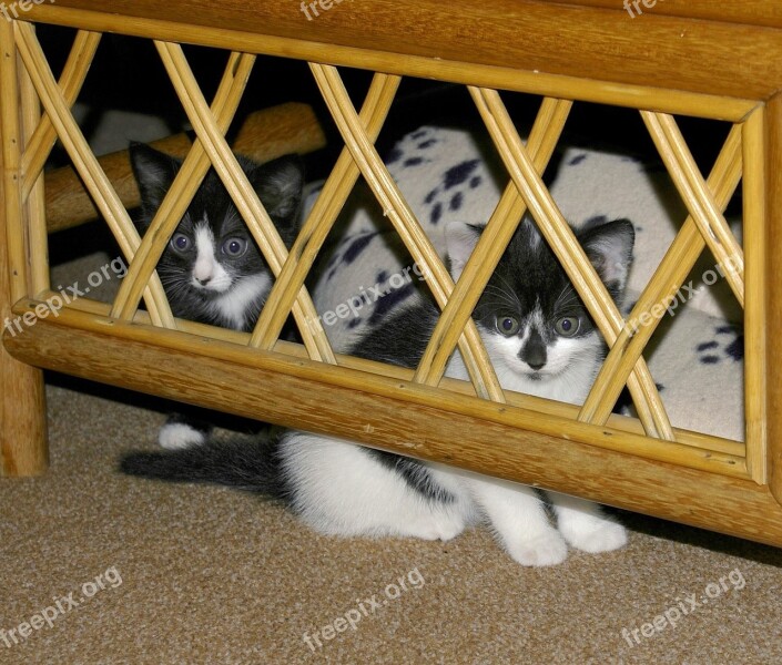 Cat Kittens Hidden Hide Hiding