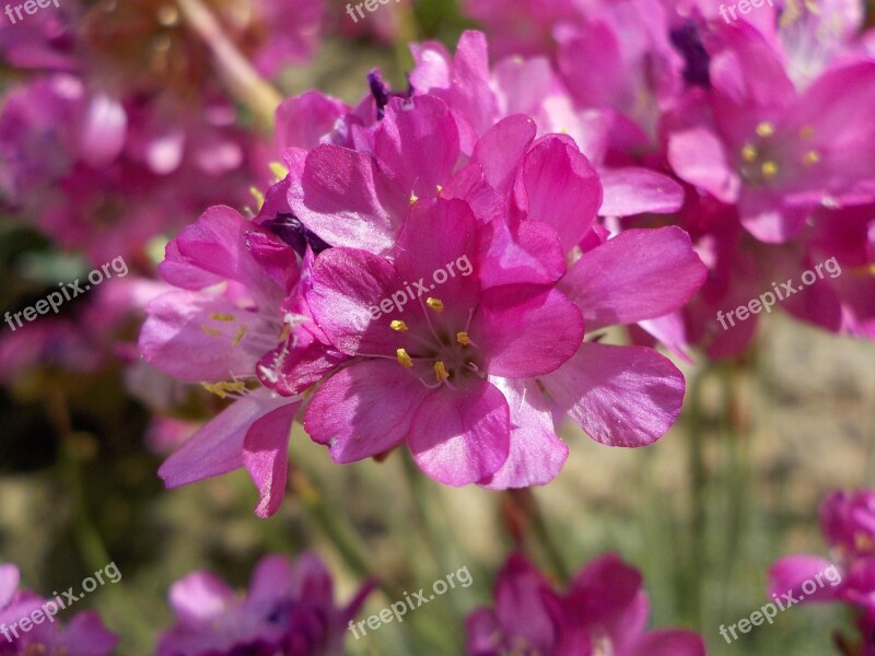 Turf Spain Flower Pink Pink Flowers Nature