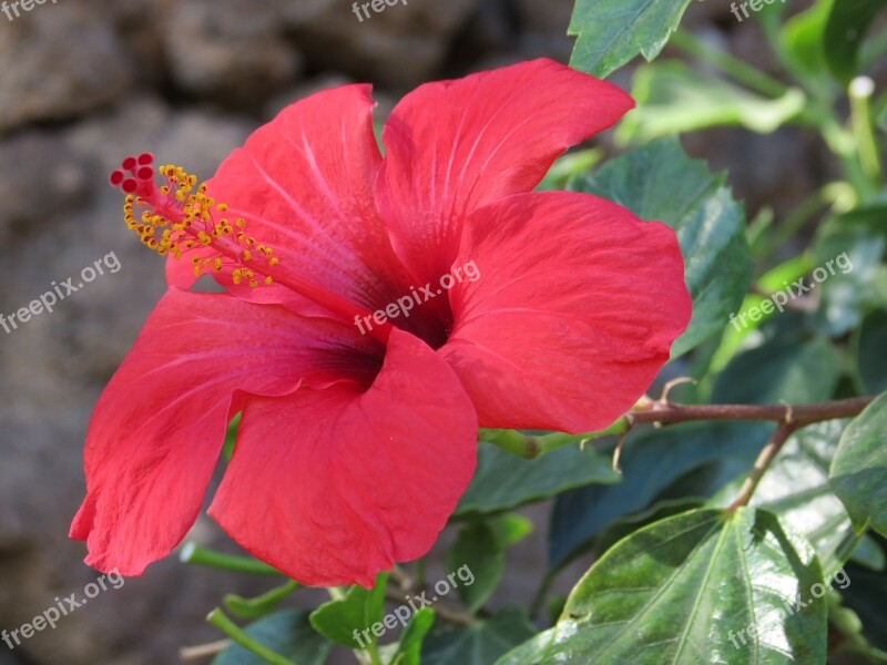 Hibiscus Flower Red Summer Spain