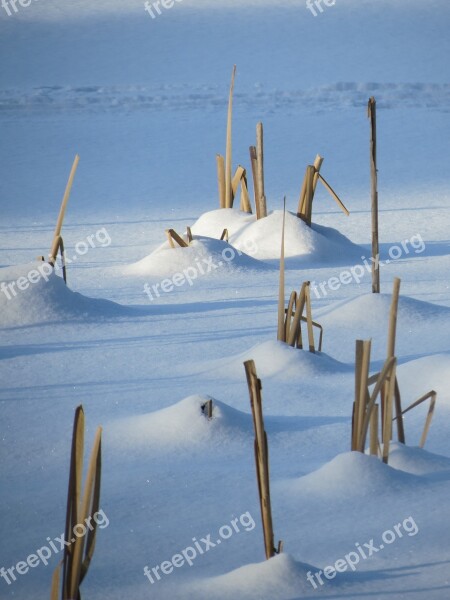 Winter Reed Snow Crust Finnish