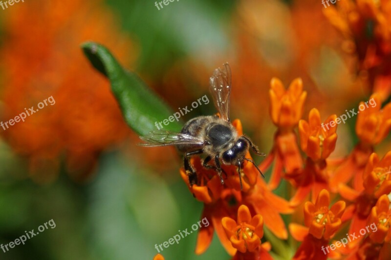 Honey Bee Insect Bee Honey Yellow