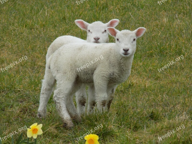 Lambs Spring Easter Animal Young