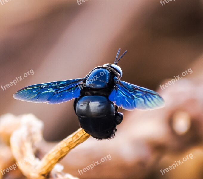 Insect Sucking Sitting Back Faced