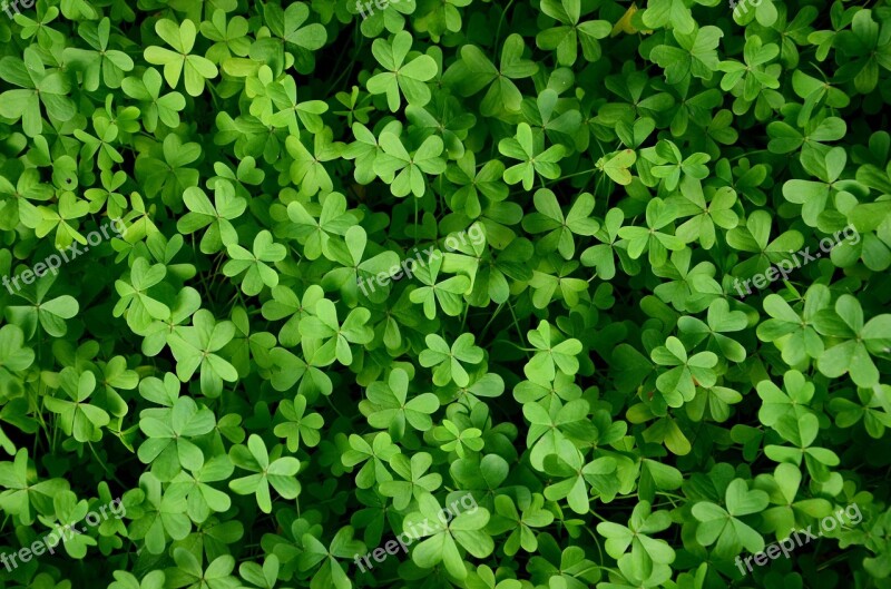 Clover The Background Green Grass Wallpaper