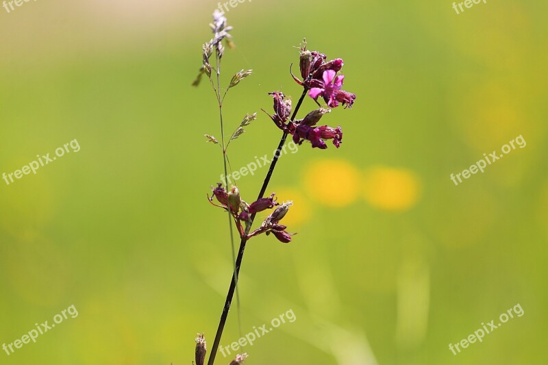 Flower Beauty Summer Nature Flowers