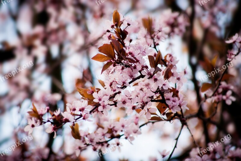 Cherry Blossom Tree Flowers Almond Blossom Pink