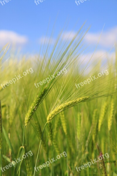 Barley Wheat Fields Epi Free Photos