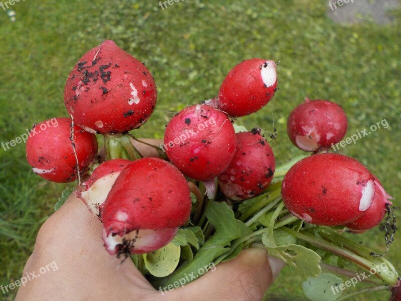 Radish Pink Vegetables Spring Harvest