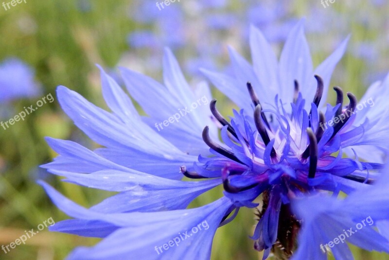 Flower Plant Flora Nature Blossom