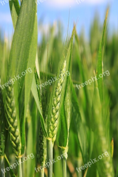 Wheat Epi Ear Of Corn Field Cereals