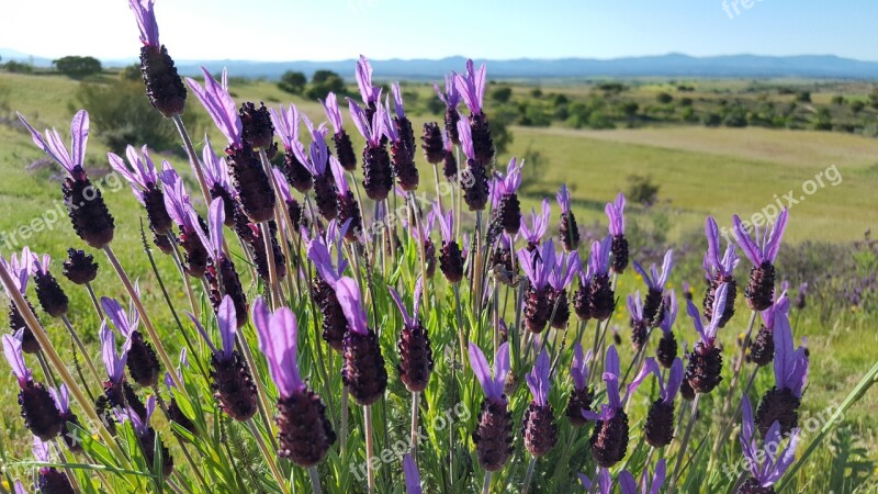 Lavender Field Landscape Natural Light Outdoors