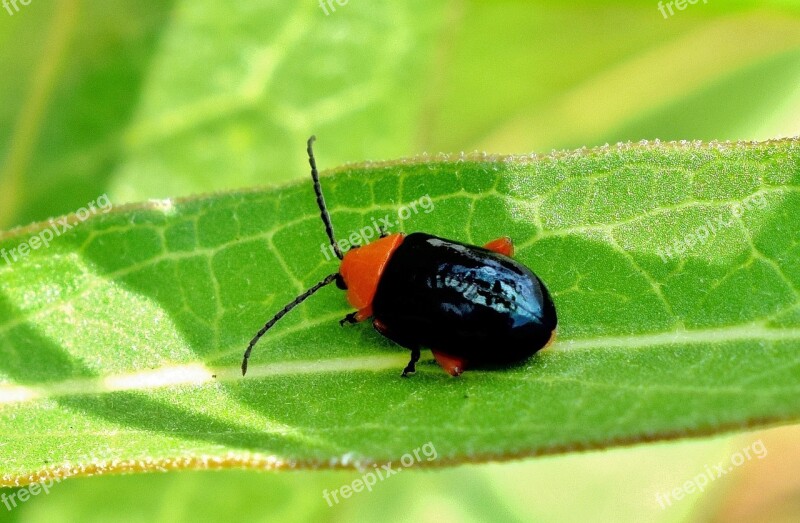 Shiny Flea Beetle Beetle Bug Insect Creature