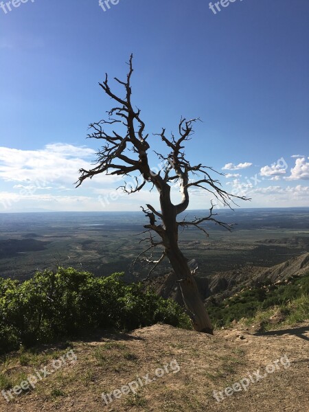 Mesa Verde Colorado Park Cliff Tree