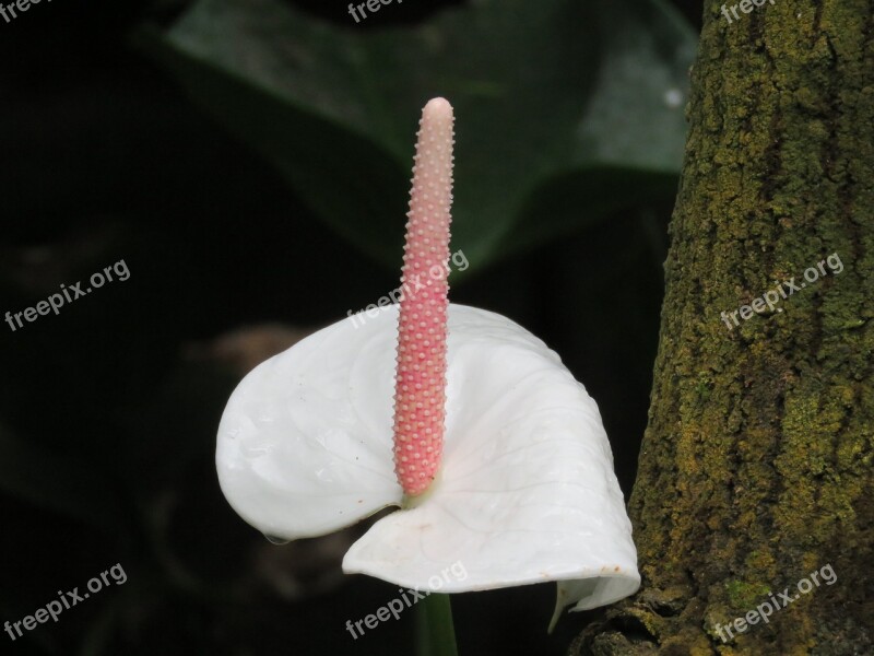 White Flower Bloom Natural Flower White