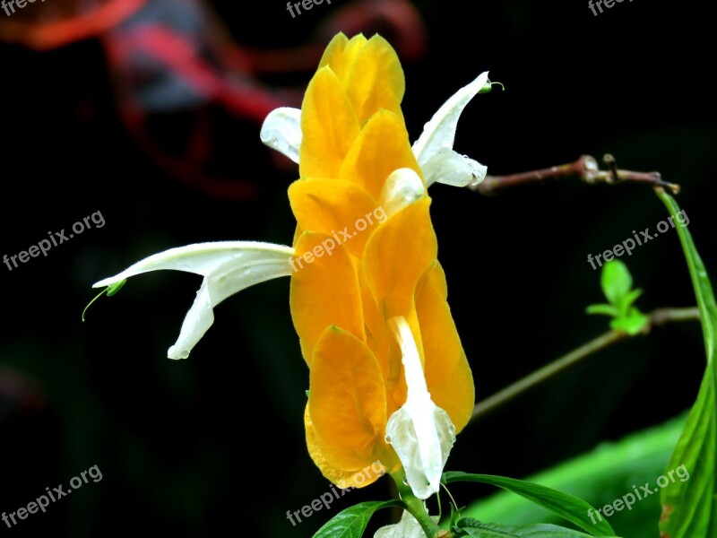 Flower Bloom Blossom Botany Plant