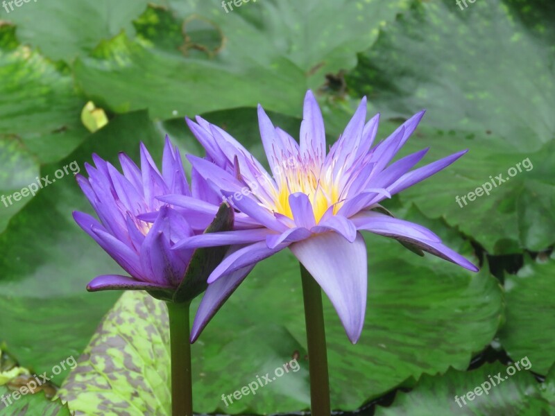 Flower Bloom Blossom Botany Plant