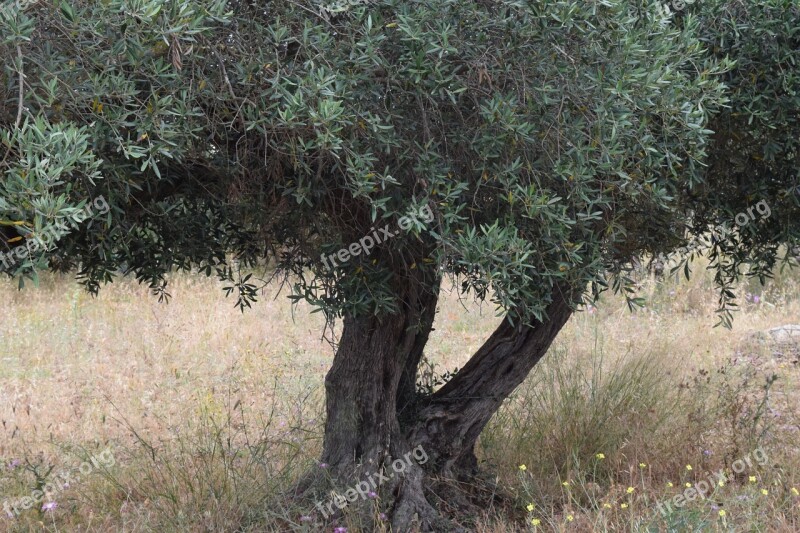 Olive Tree Tree Old Tree Gnarled Nature