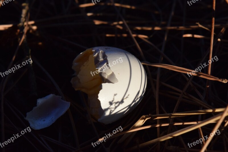 Egg Eggshell Branches Needles Close Up