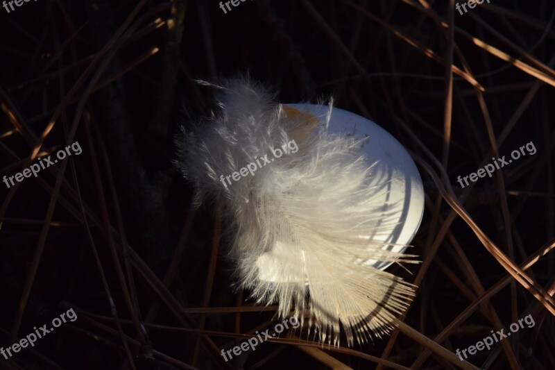 Feather Bird Feather Fluff Eggshell Bird's Nest