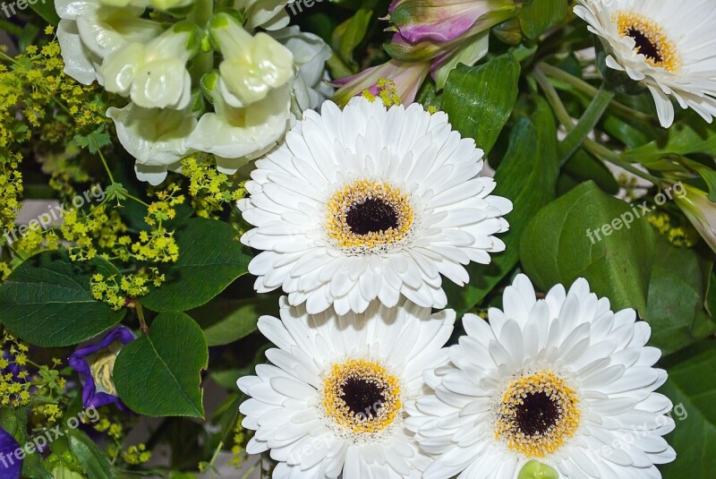 Gerbera Flower Bouquet White Free Photos