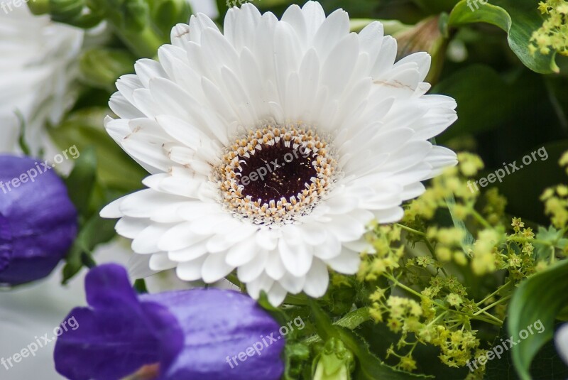 Gerbera Flower Flowers Cut Flowers Free Photos