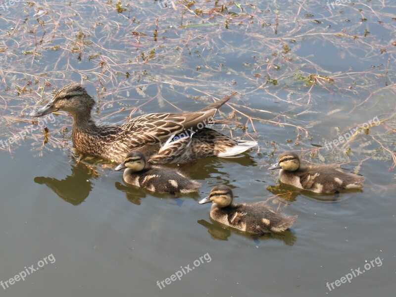 Duck Nature Ducks Water Birds Pond